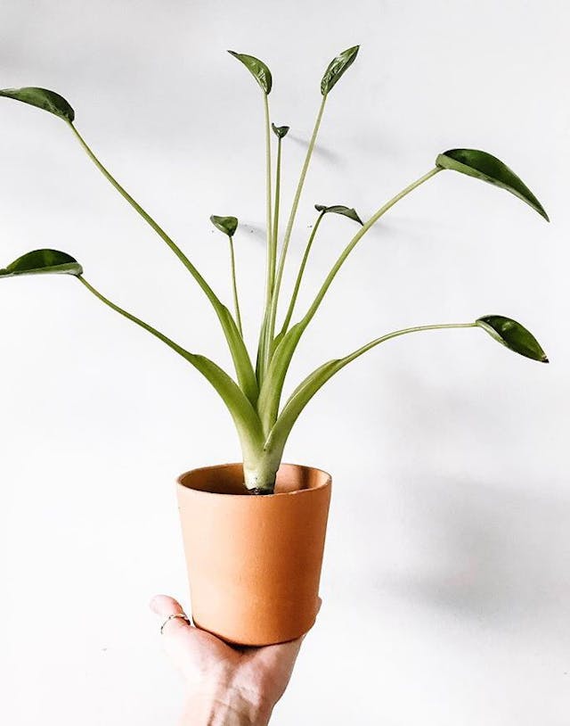 /images/plants/alocasia-tiny-dancer-11.jpg