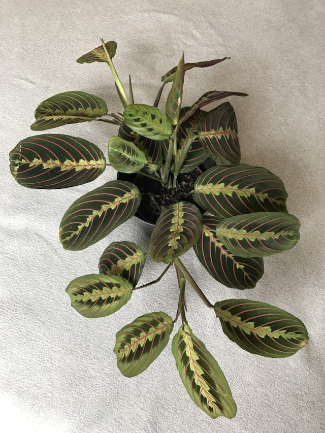 /images/plants/maranta-leuconeura-erythroneura-1.jpg