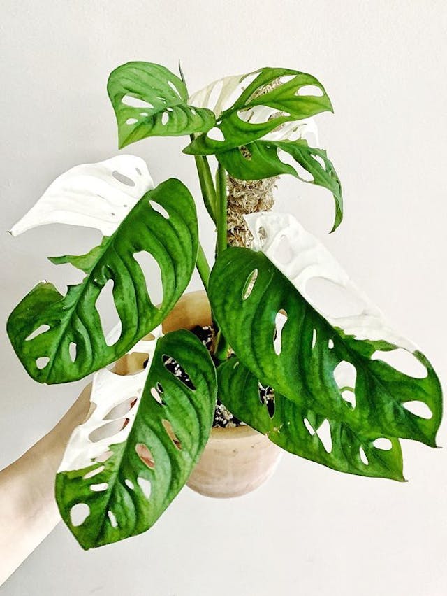 /images/plants/monstera-adansonii-variegata-10.jpg