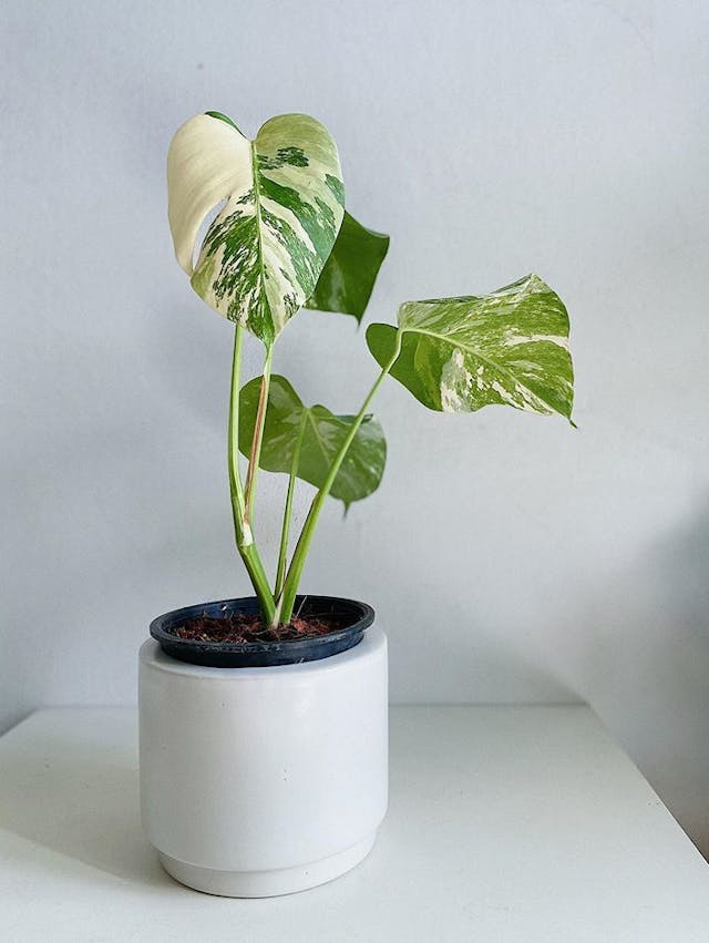 /images/plants/monstera-deliciosa-variegata-9.jpg