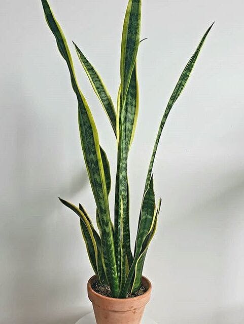 /images/plants/sansevieria-trifasciata-laurentii-8.jpg