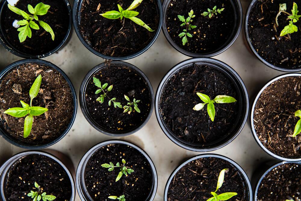 Many plant pots seen from the top having different soil humidity levels