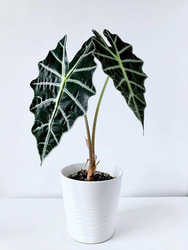 A beautiful and healthy Alocasia Amazonica known as Alocasia Amazonica.