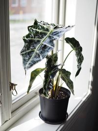 Alocasia Amazonica image number 10. All credits to plantyness. Alocasia Amazonica image number 10. All credits to plantyness.