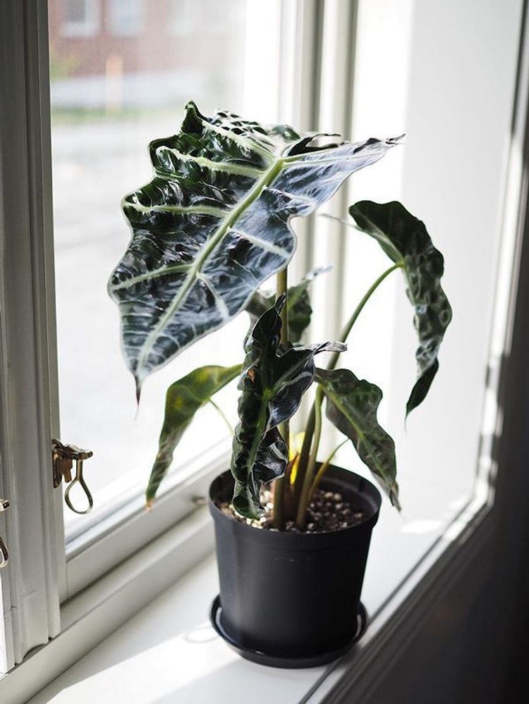 Alocasia Amazonica image number 10. All credits to plantyness. Alocasia Amazonica image number 10. All credits to plantyness.
