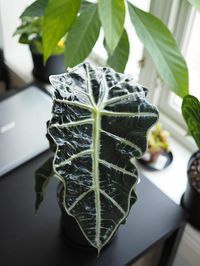 Alocasia Amazonica image number 11. All credits to plantyness. Alocasia Amazonica image number 11. All credits to plantyness.