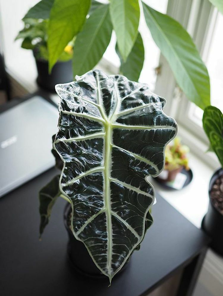 Alocasia Amazonica image number 11. All credits to plantyness.