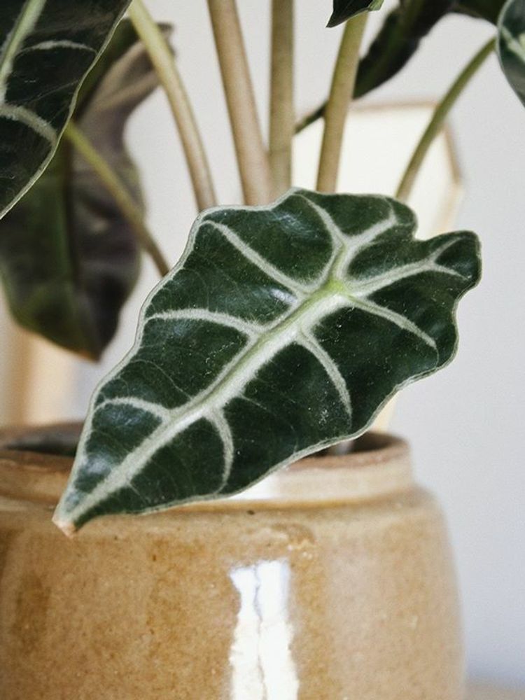 Alocasia Amazonica image number 2. All credits to golplant.