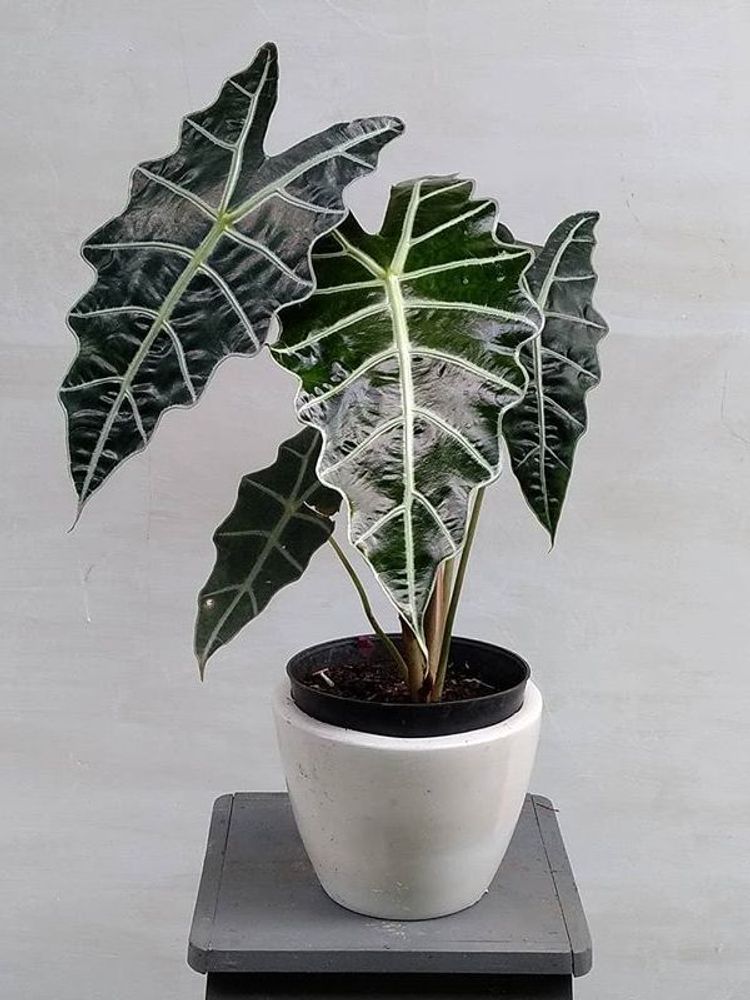 Alocasia Amazonica image number 3. All credits to airy_garden.
