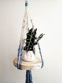 Alocasia Amazonica image number 6. All credits to miniplanta_. Alocasia Amazonica image number 6. All credits to miniplanta_.
