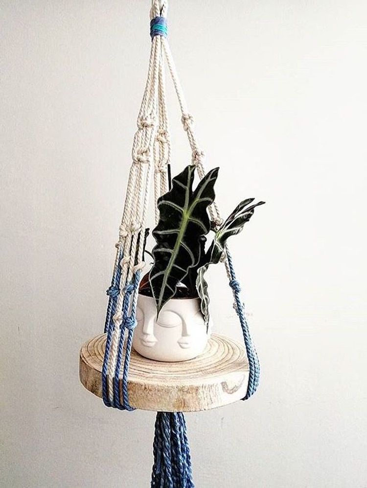 Alocasia Amazonica image number 6. All credits to miniplanta_. Alocasia Amazonica image number 6. All credits to miniplanta_.