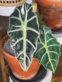 Alocasia Amazonica image number 7. All credits to plant_french. Alocasia Amazonica image number 7. All credits to plant_french.