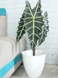 Alocasia Amazonica image number 8. All credits to tanaman.tasik. Alocasia Amazonica image number 8. All credits to tanaman.tasik.