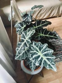 Alocasia Amazonica image number 9. All credits to jungle.room.therapy. Alocasia Amazonica image number 9. All credits to jungle.room.therapy.