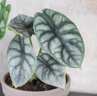 Alocasia Baginda image number 1. All credits to edenmcr. Alocasia Baginda image number 1. All credits to edenmcr.