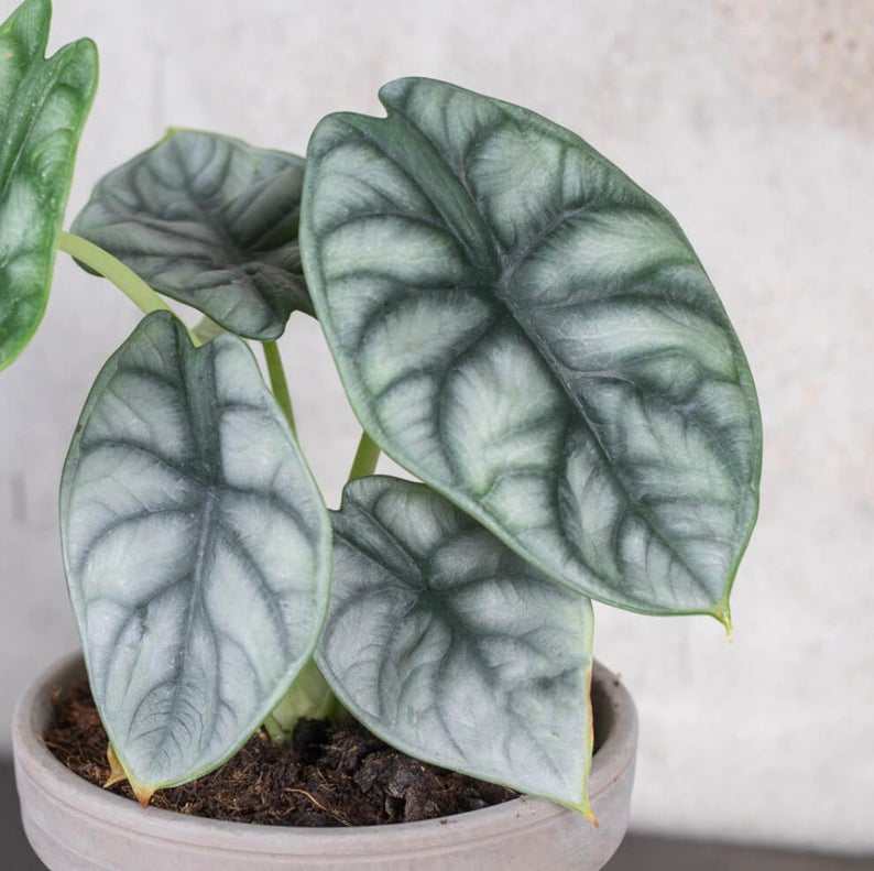 A beautiful and healthy Alocasia Baginda known as Alocasia Silver Dragon.