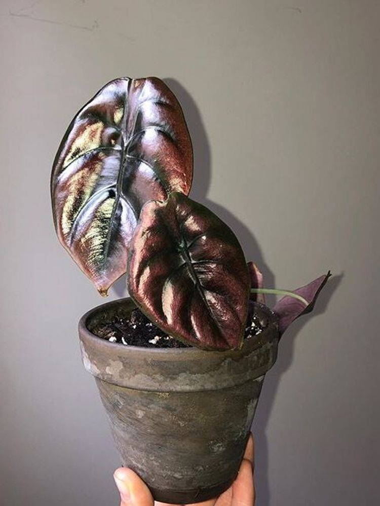 Alocasia Cuprea image number 1. All credits to alltheplantbabies. Alocasia Cuprea image number 1. All credits to alltheplantbabies.