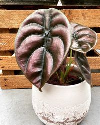 Alocasia Cuprea image number 10. All credits to gardencenterwemmel. Alocasia Cuprea image number 10. All credits to gardencenterwemmel.