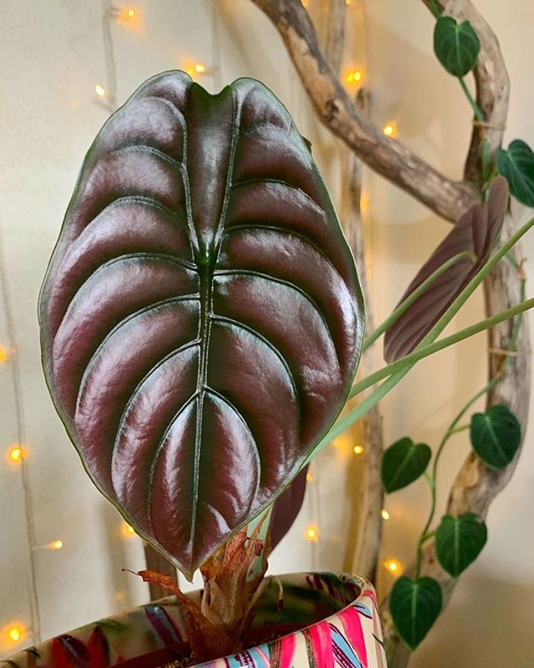 Alocasia Cuprea image number 12. All credits to tropical_plant_addict.