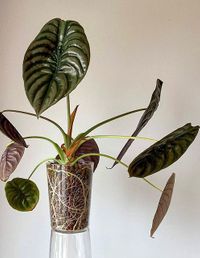 Alocasia Cuprea image number 4. All credits to homehorticulturist. Alocasia Cuprea image number 4. All credits to homehorticulturist.
