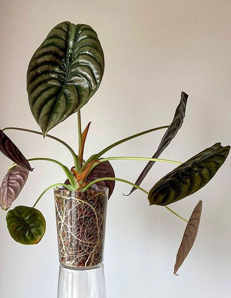 Alocasia Cuprea image number 4. All credits to homehorticulturist. Alocasia Cuprea image number 4. All credits to homehorticulturist.