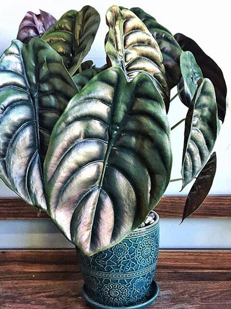 Alocasia Cuprea image number 5. All credits to amazing__plants.