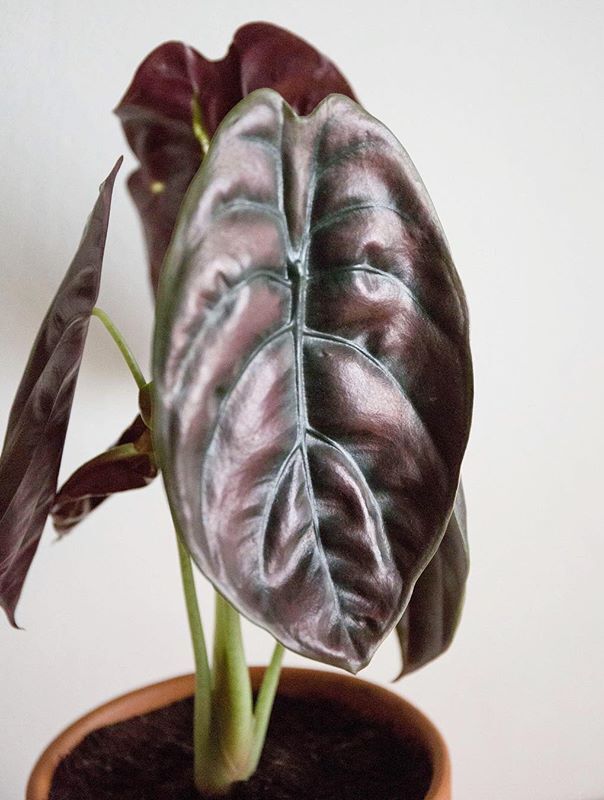 Alocasia Cuprea image number 7. All credits to vertbobo. Alocasia Cuprea image number 7. All credits to vertbobo.
