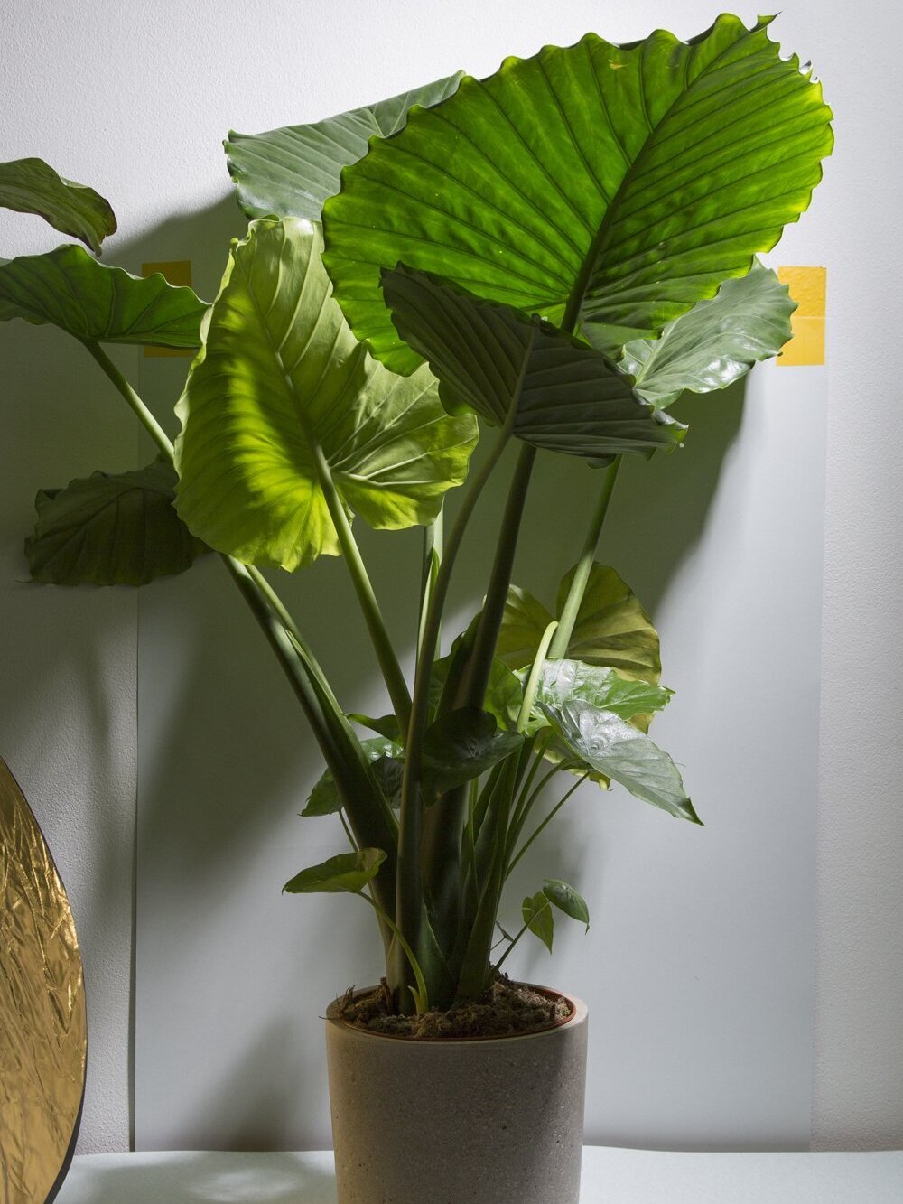 A beautiful and healthy Alocasia Portora known as Alocasia Portodora.