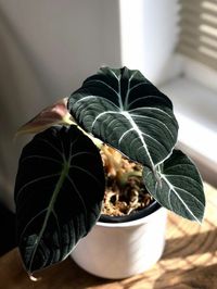 Alocasia Reginula image number 1. All credits to octo.foil. Alocasia Reginula image number 1. All credits to octo.foil.