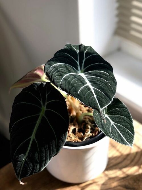 A beautiful and healthy Alocasia Reginula known as Black Velvet.