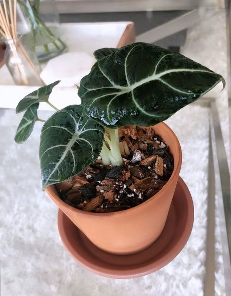 Alocasia Reginula image number 10. All credits to dearplantsdiary. Alocasia Reginula image number 10. All credits to dearplantsdiary.