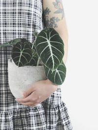 Alocasia Reginula image number 11. All credits to sunnuntainoita. Alocasia Reginula image number 11. All credits to sunnuntainoita.