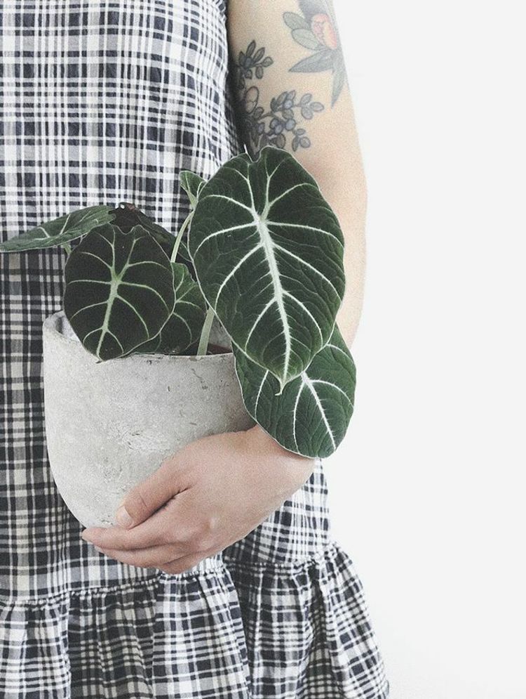 Alocasia Reginula image number 11. All credits to sunnuntainoita. Alocasia Reginula image number 11. All credits to sunnuntainoita.