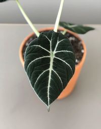 Alocasia Reginula image number 2. All credits to theplantnecessities. Alocasia Reginula image number 2. All credits to theplantnecessities.