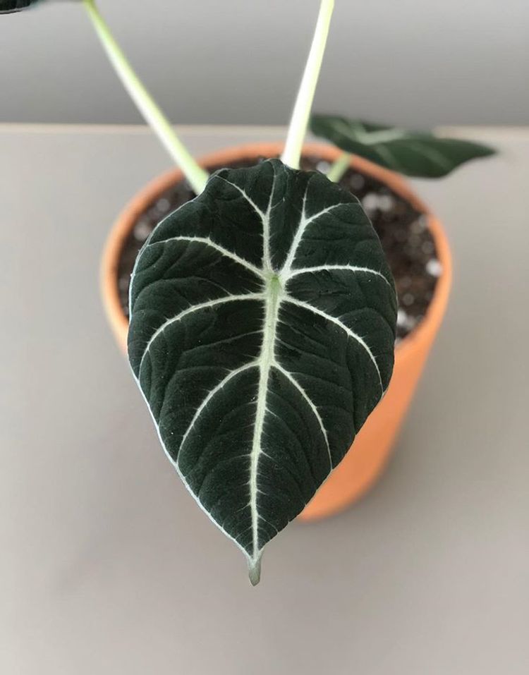 Alocasia Reginula image number 2. All credits to theplantnecessities. Alocasia Reginula image number 2. All credits to theplantnecessities.