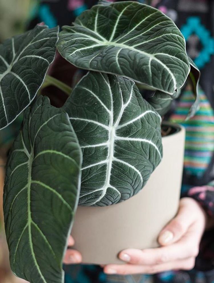 Alocasia Reginula image number 3. All credits to homesteadbrooklyn. Alocasia Reginula image number 3. All credits to homesteadbrooklyn.