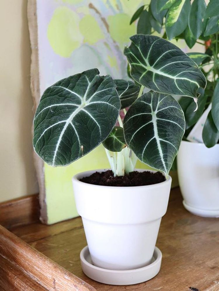 Alocasia Reginula image number 4. All credits to budsandbliss. Alocasia Reginula image number 4. All credits to budsandbliss.