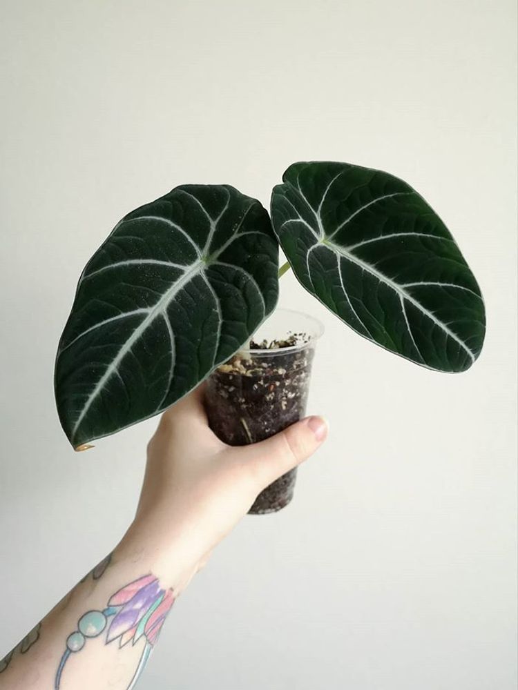 Alocasia Reginula image number 5. All credits to kasvipsykoosi. Alocasia Reginula image number 5. All credits to kasvipsykoosi.