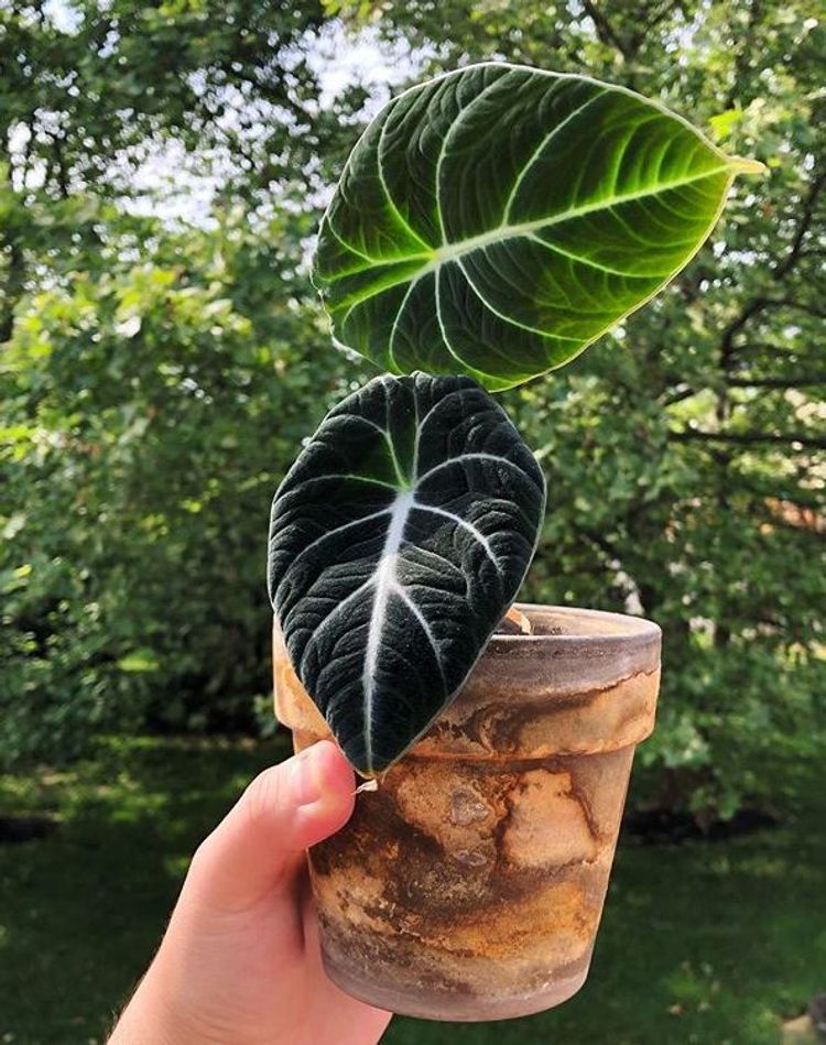 Alocasia Reginula image number 6. All credits to gustavoplants. Alocasia Reginula image number 6. All credits to gustavoplants.