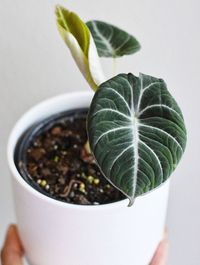 Alocasia Reginula image number 8. All credits to reece_monet. Alocasia Reginula image number 8. All credits to reece_monet.