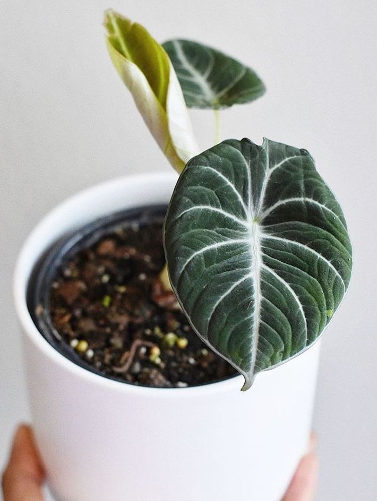 Alocasia Reginula image number 8. All credits to reece_monet.