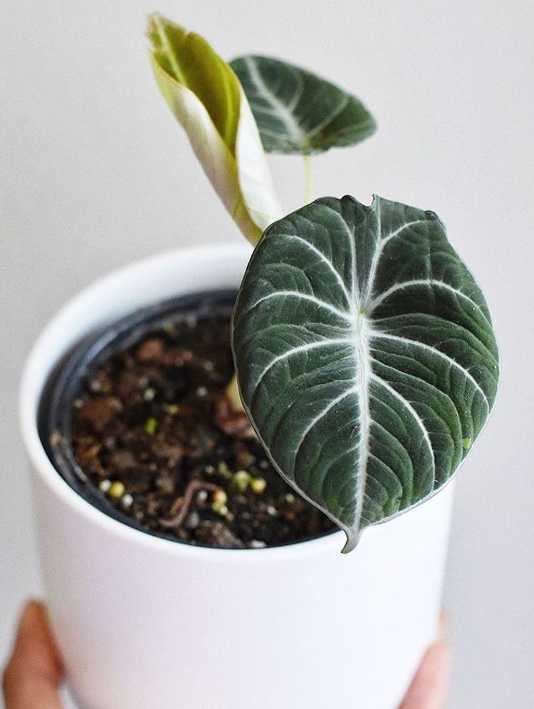 Alocasia Reginula image number 8. All credits to reece_monet. Alocasia Reginula image number 8. All credits to reece_monet.