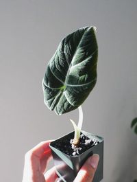 Alocasia Reginula image number 9. All credits to ashleyemerald. Alocasia Reginula image number 9. All credits to ashleyemerald.