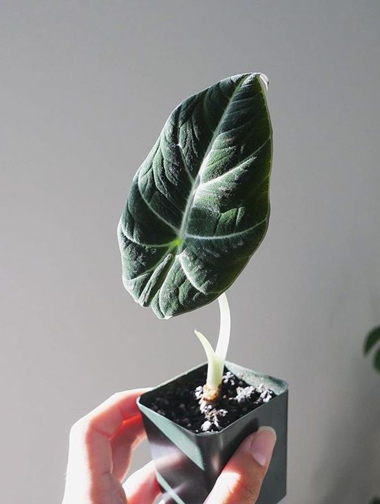 Alocasia Reginula image number 9. All credits to ashleyemerald. Alocasia Reginula image number 9. All credits to ashleyemerald.