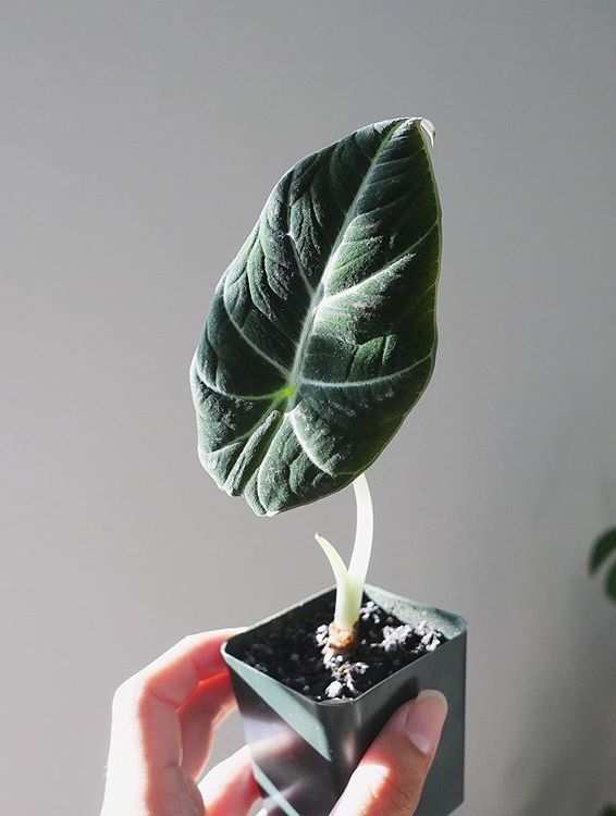 Alocasia Reginula image number 9. All credits to ashleyemerald. Alocasia Reginula image number 9. All credits to ashleyemerald.