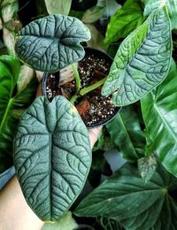 Alocasia Melo image number 2. All credits to plotting_mix. Alocasia Melo image number 2. All credits to plotting_mix.