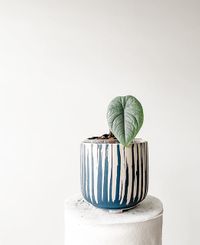 Alocasia Melo image number 1. All credits to jamo______________. Alocasia Melo image number 1. All credits to jamo______________.