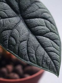 Alocasia Melo image number 4. All credits to bloomorgloom. Alocasia Melo image number 4. All credits to bloomorgloom.
