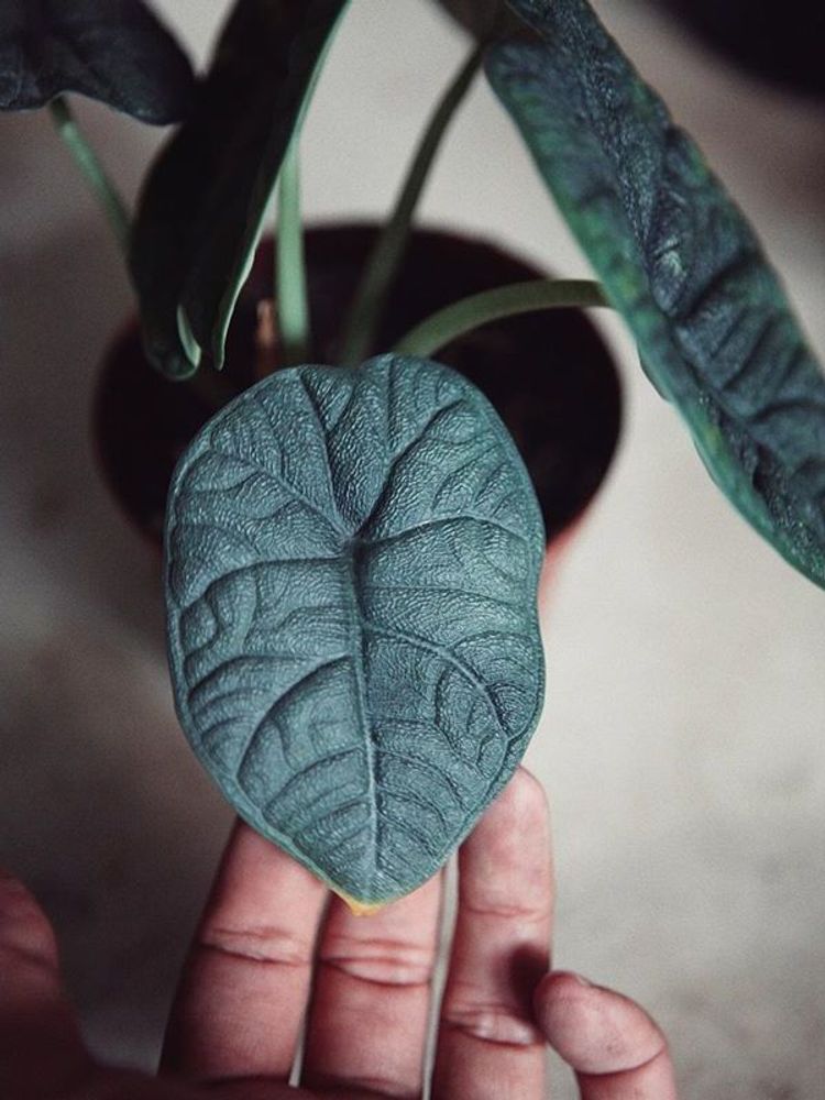 Alocasia Melo image number 5. All credits to mossingarden.