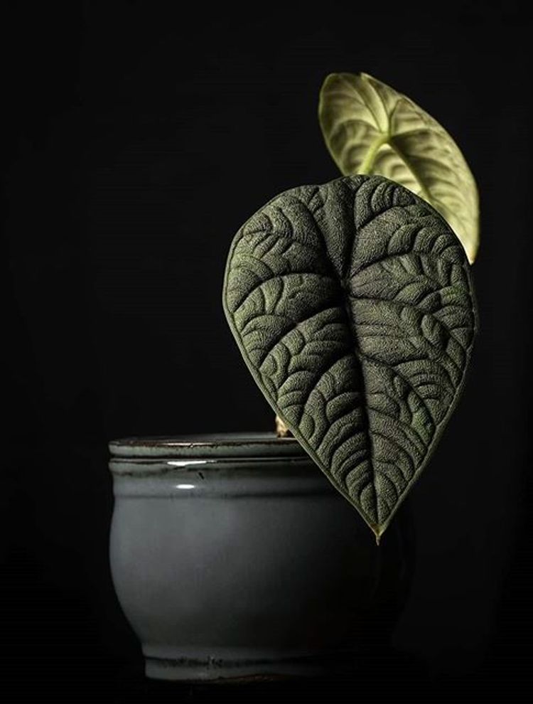 Alocasia Melo image number 8. All credits to lakeeffectplantlover.